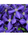 Clematis hybride 'Jackmanii' - Clématite