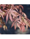 Acer palmatum 'Fireglow' - Erable du Japon