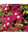 Clematis hybride 'Rouge Cardinal' - Clématite