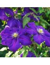 Clematis hybride 'The Président' - Clématite