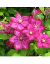 Clematis hybride 'Ville de Lyon' - Clématite