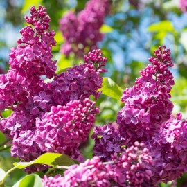 Lilas Syringa Vulg. " Belle de Nancy