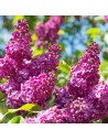 Syringa vulgaris 'Belle de Nancy' - Lilas