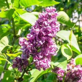 Lilas " Syringa vulg. " Charles Joly"