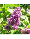 Syringa vulgaris 'Charles Joly' - Lilas