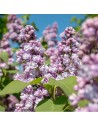 Syringa vulgaris 'Michel Buchner' - Lilas