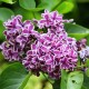 Lilas " Syringa vulg. "Sensation"