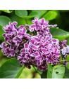 Syringa vulgaris 'Sensation' - Lilas