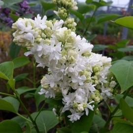 Lilas " Syringa vulg. "Mme Lemoine"