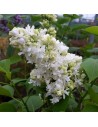 Syringa vulgaris 'Mme Lemoine' - Lilas