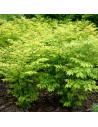 Euonymus alatus - Fusain ailé