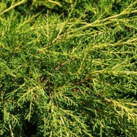 Juniperus pfitz. "Old Gold"