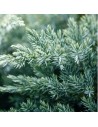 Juniperus squamata 'Blue Swede' - Genévrier