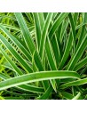 Carex morrowii 'Ice Dance' -