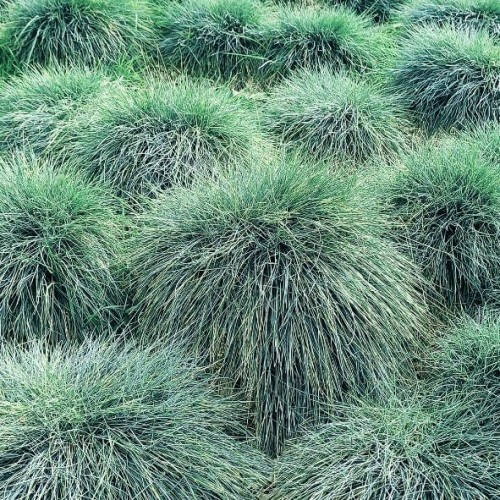 Festuca glauca Elijah Blue