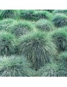 Festuca glauca 'Elijah Blue' - Fétuque Glauque