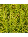 Carex oshimensis 'Everillo' - Graminée