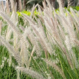 Pennisetum alop. Hameln