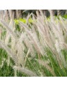 Pennisetum alopercuroides 'Hameln' - Herbes aux Ecouvillons