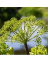 Angelica archangelica - Angélique
