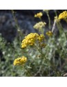 Helichrysum italicum - Curry