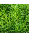 Artemisia dracunculus - Estragon