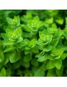 Origanum vulgare - Marjolaine sauvage