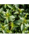 Mentha x piperita 'After Eight' - Menthe chocolat