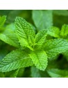 Mentha x piperita citrata  - Menthe orange