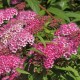 Spiraea japonica 'Anthony Waterer' (spirée japonaise)