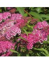 Spiraea japonica 'Anthony Waterer' - Spirée japonaise