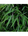 Fargesia murielae 'Jumbo' - Bambou parapluie