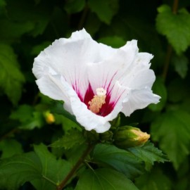 Hibiscus syriacus 'Hamabo' (mauve en arbre)