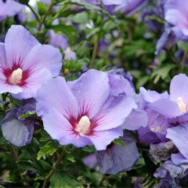 Hibiscus syriacus 'Oiseau bleu' (mauve en arbre)