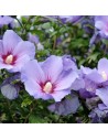 Hibiscus syriacus 'Oiseau bleu' - Althéa - Mauve en arbre