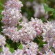 Deutzia 'Mont Rose'