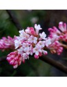 Viburnum x bodnantense 'Dawn' - Viorne d'hiver