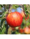 Malus domestica 'Gravenstein' - Pommier