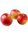 Malus domestica 'Idared' - Pommier