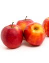 Malus domestica 'Jonagold' - Pommier