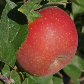 Pommier 'Reine des Reinettes'