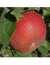 Malus domestica 'Reine des Reinettes' - Pommier