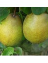 Pyrus communis 'Beurré Hardy' - Poirier