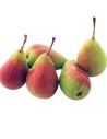Pyrus communis 'Louise Bonne' - Poirier