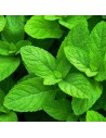 Mentha spicata 'Nanah' - Menthe verte du Maroc