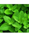 Mentha spicata - Menthe verte