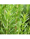 Rosmarinus officinalis - Romarin