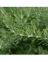 Rosmarinus officinalis 'prostratus'- Romarin rampant