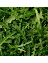 Eruca sativa - Roquette