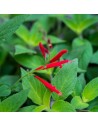Salvia elegans 'Vahl' - Sauge ananas